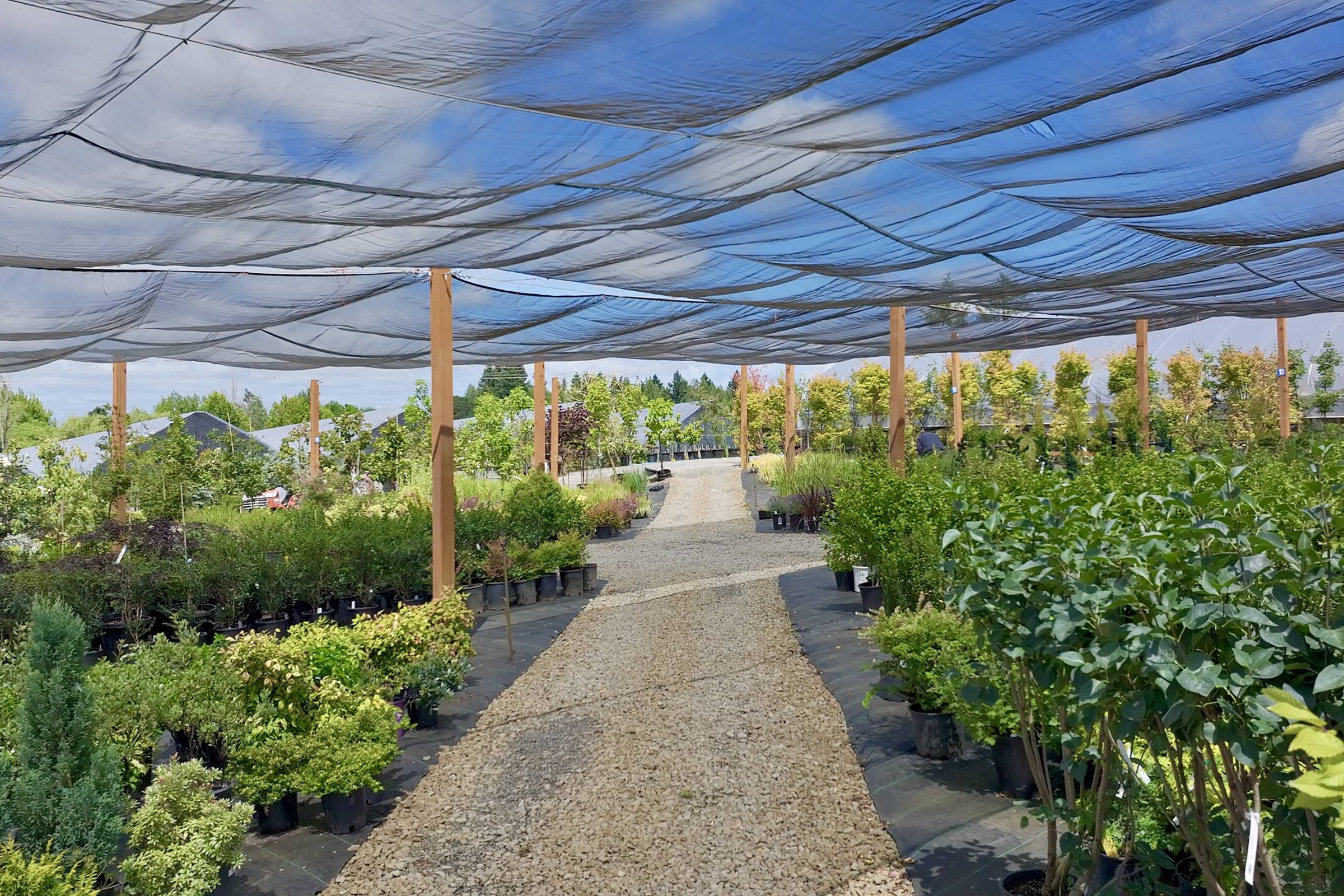 Home | All Season Plants Nursery